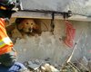 В Турции спасли собаку, которая провела под завалами 200 часов (видео)