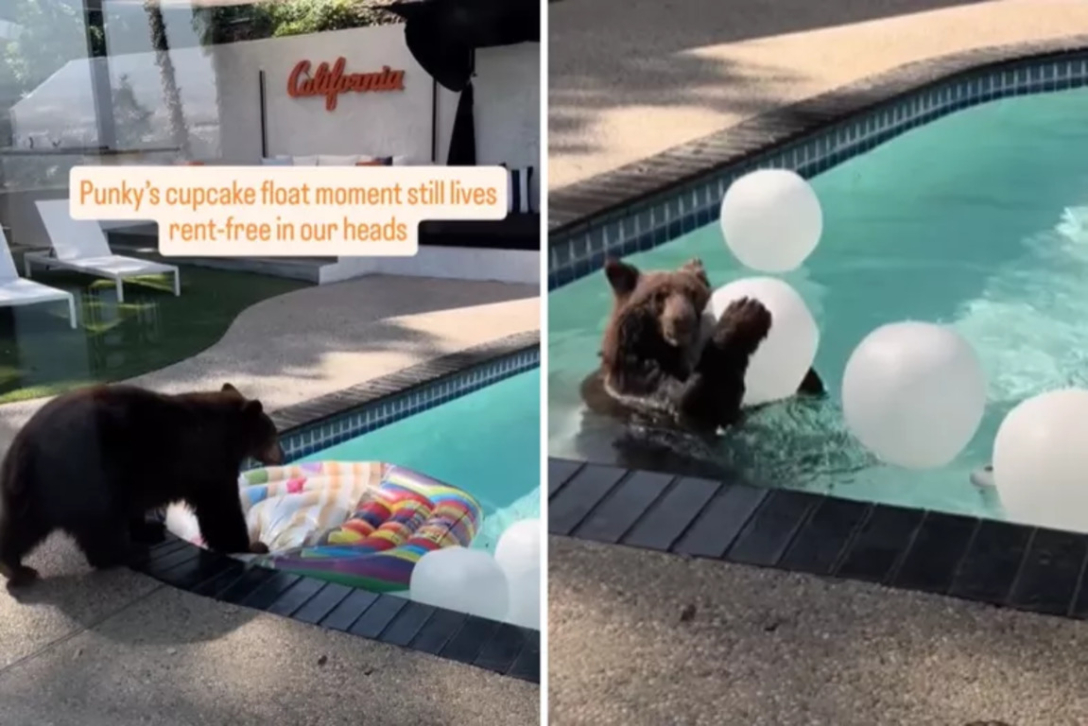 Господарі будинку навчилися дотримуватися правил безпеки і проганяють небезпечного звіра