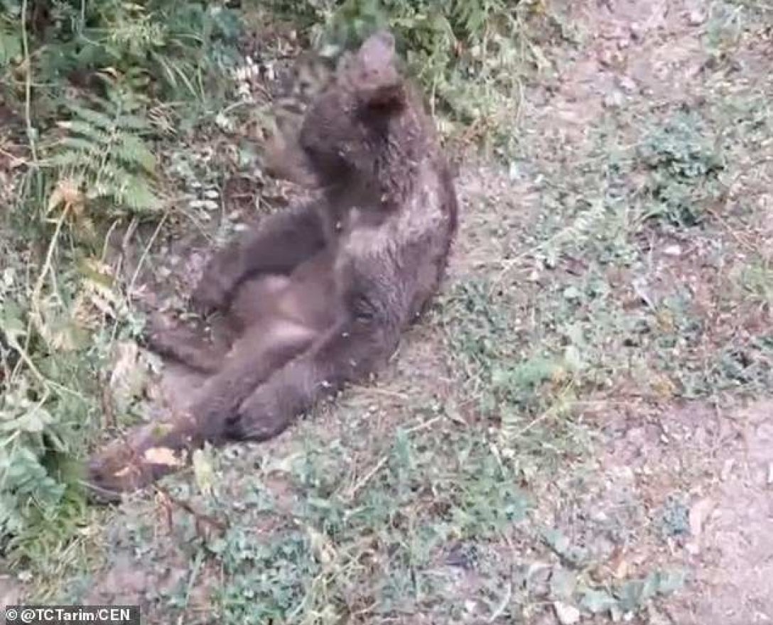 Медведь турция, медведь в турецком лесу.