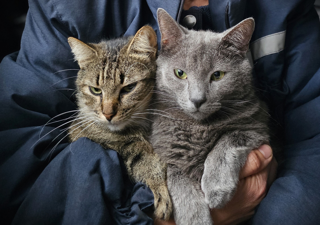 коты, беженцы, беженцы домашние животные