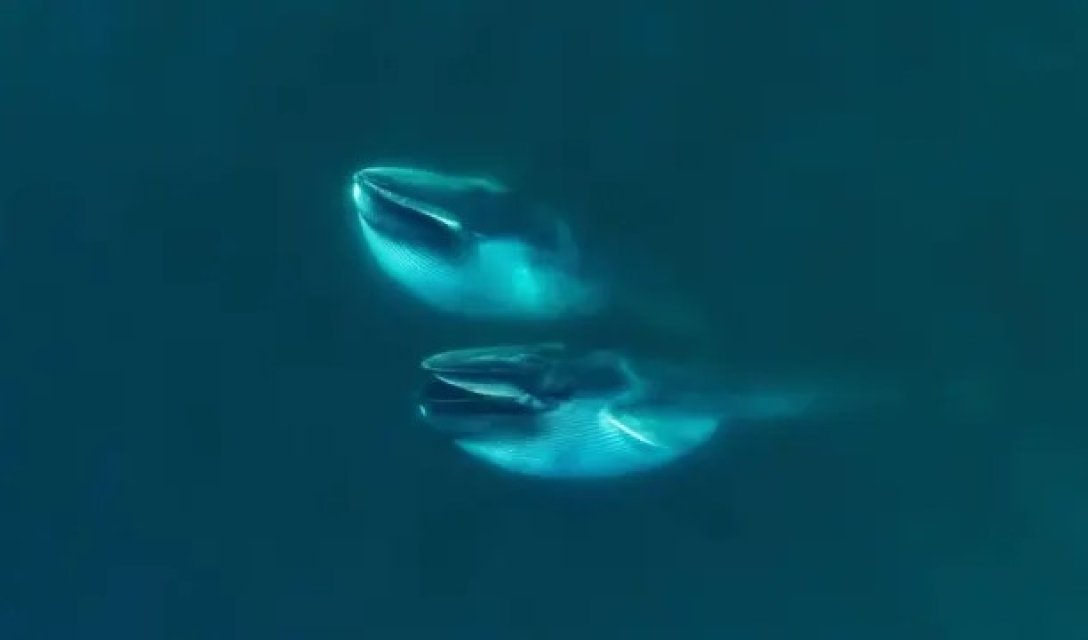 киты, финвалы