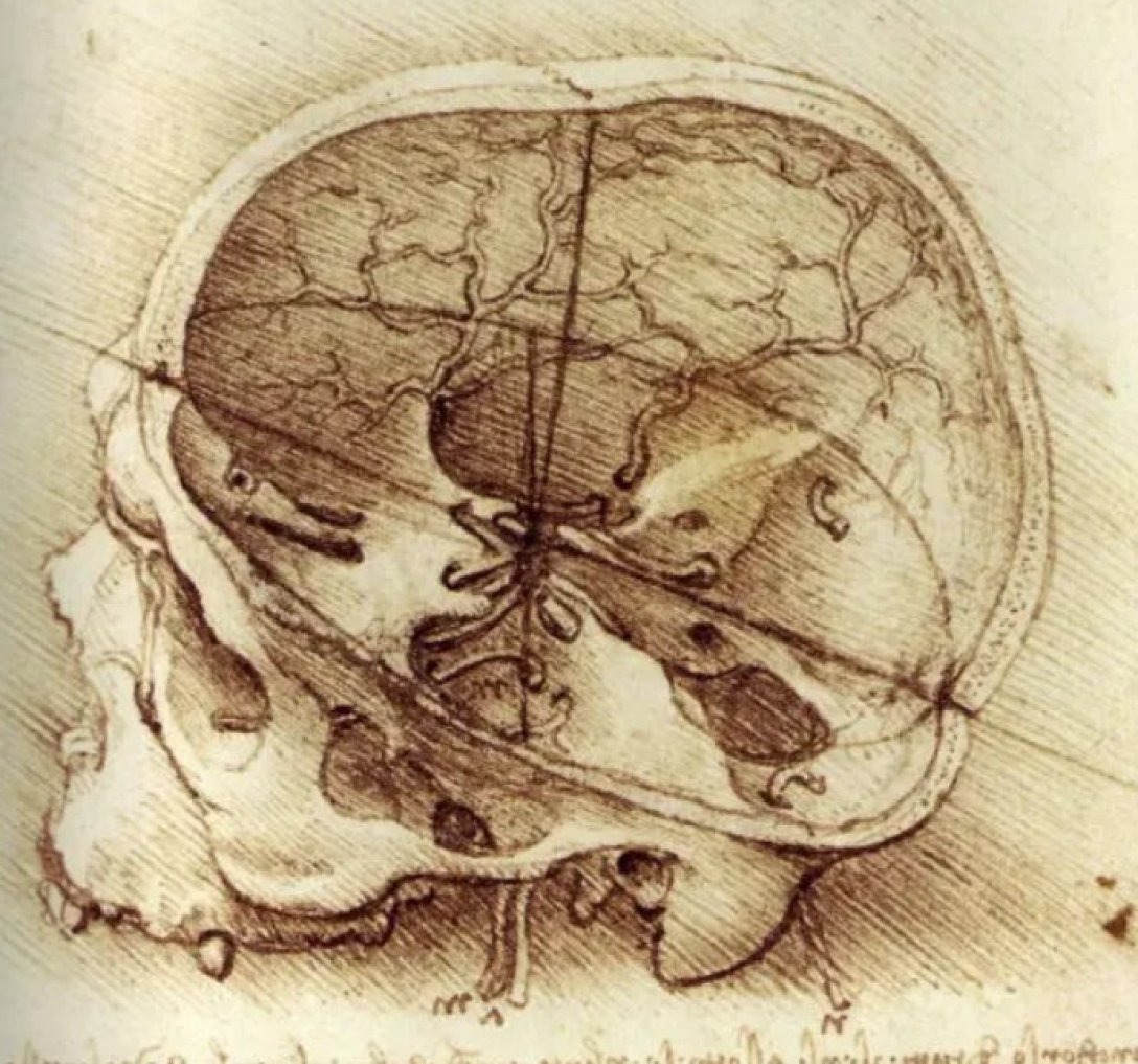 череп, Леонардо да Винчи