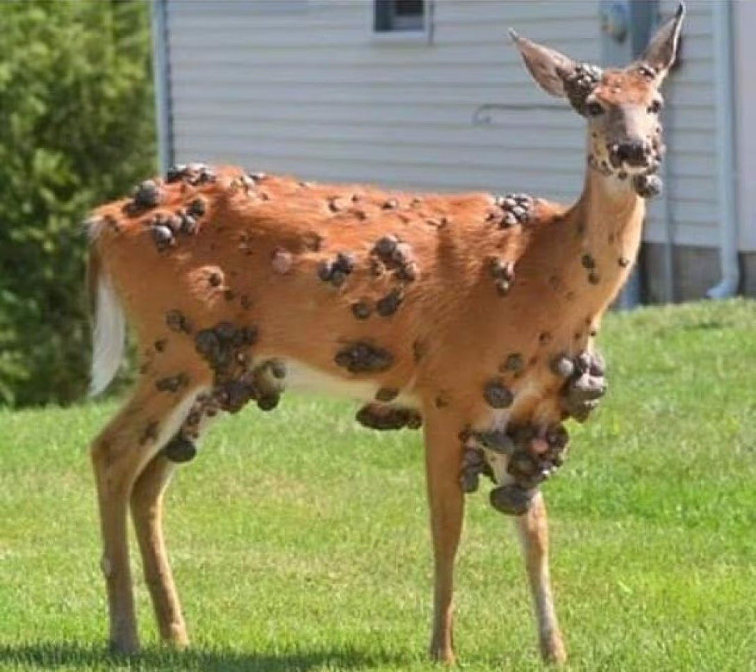 Оленів у США масово атакує вірус: тіла тварин вкриваються наростами1