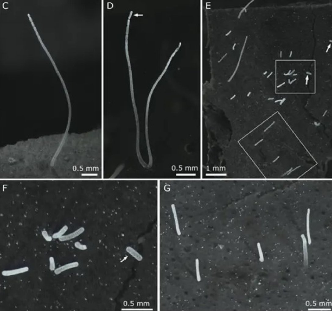бактерия Thiomargarita magnifica