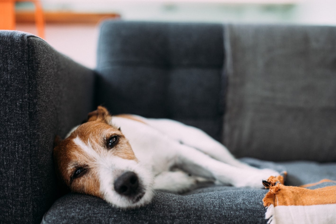 Ученые рассказали, как долго можно оставлять собак одних дома