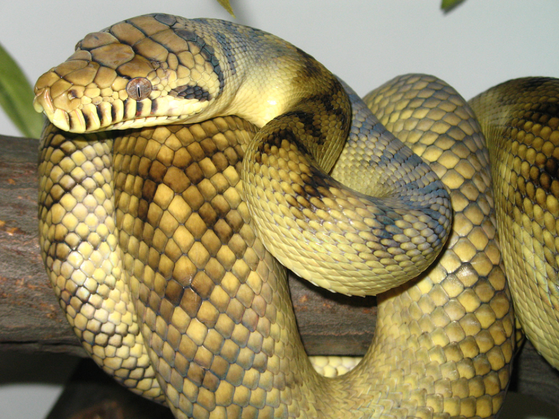 Змея аметистовый питон