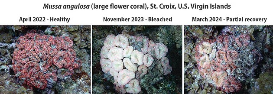 смърт на океански коралов риф