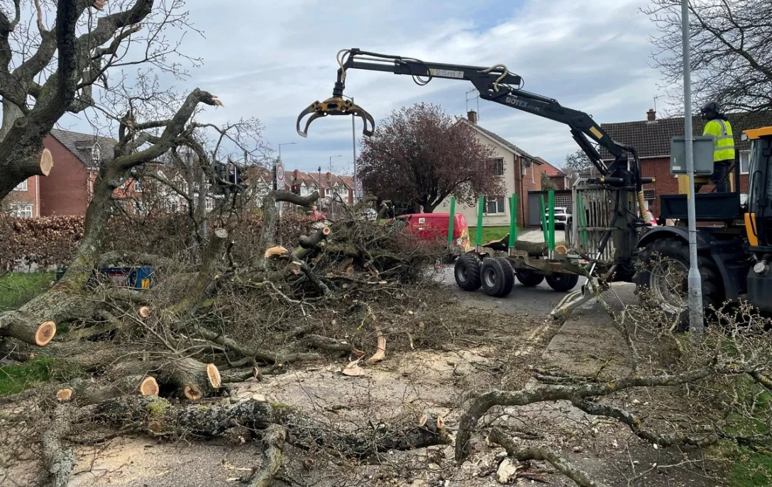 Дерево впало на поштову скриньку, листоноша, впало дерево, віковий дуб, врізалися машини, обдурив смерть, народився в сорочці