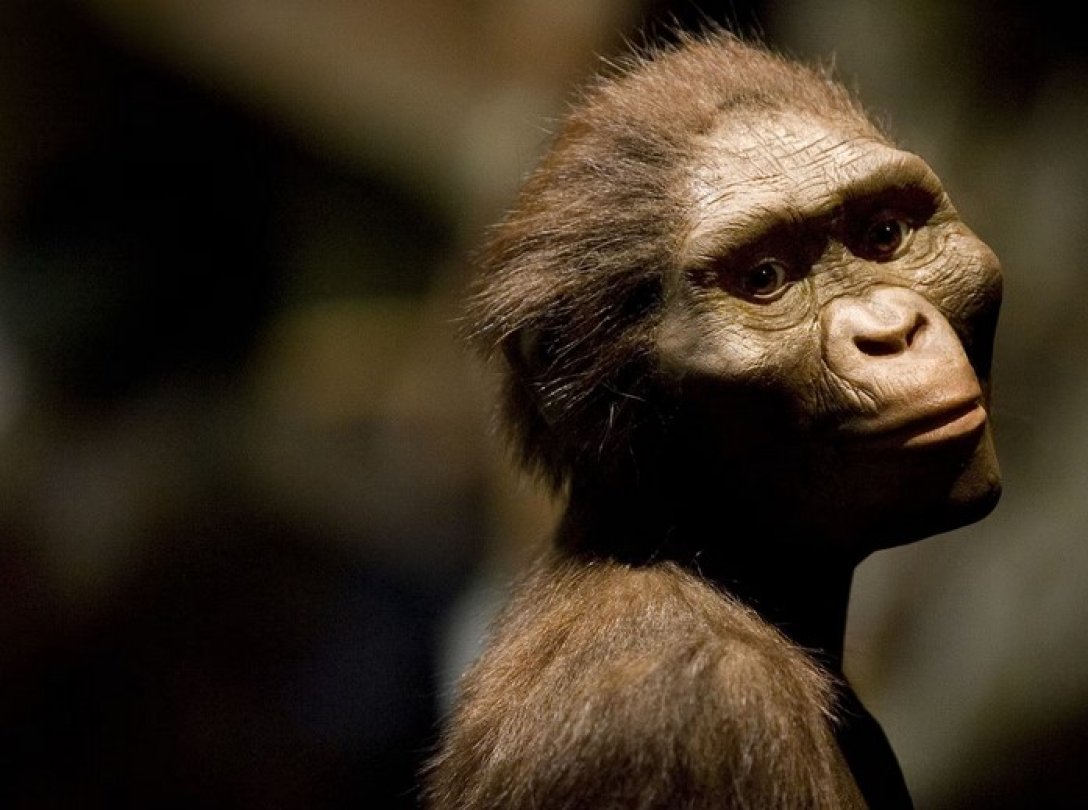 Australopithecus afarensis Стародавні люди — який вид людини з'явився першим — фото2