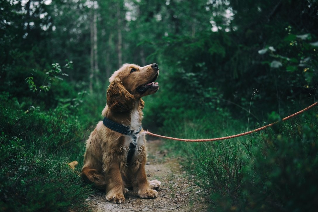 Как бороться со стрессом у собак: симптомы, причины, решение