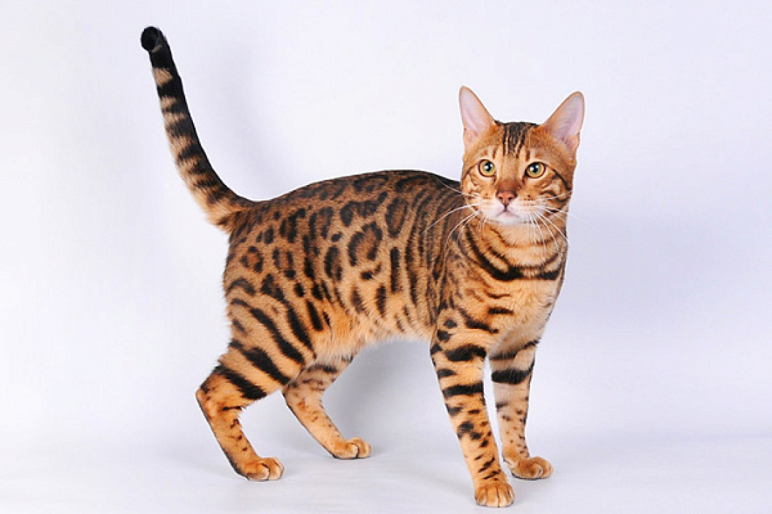 Як називається порода диких кішок?
