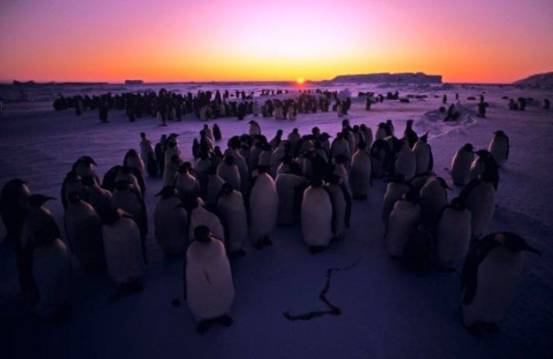 Пингвины, Антарктида, Солнце