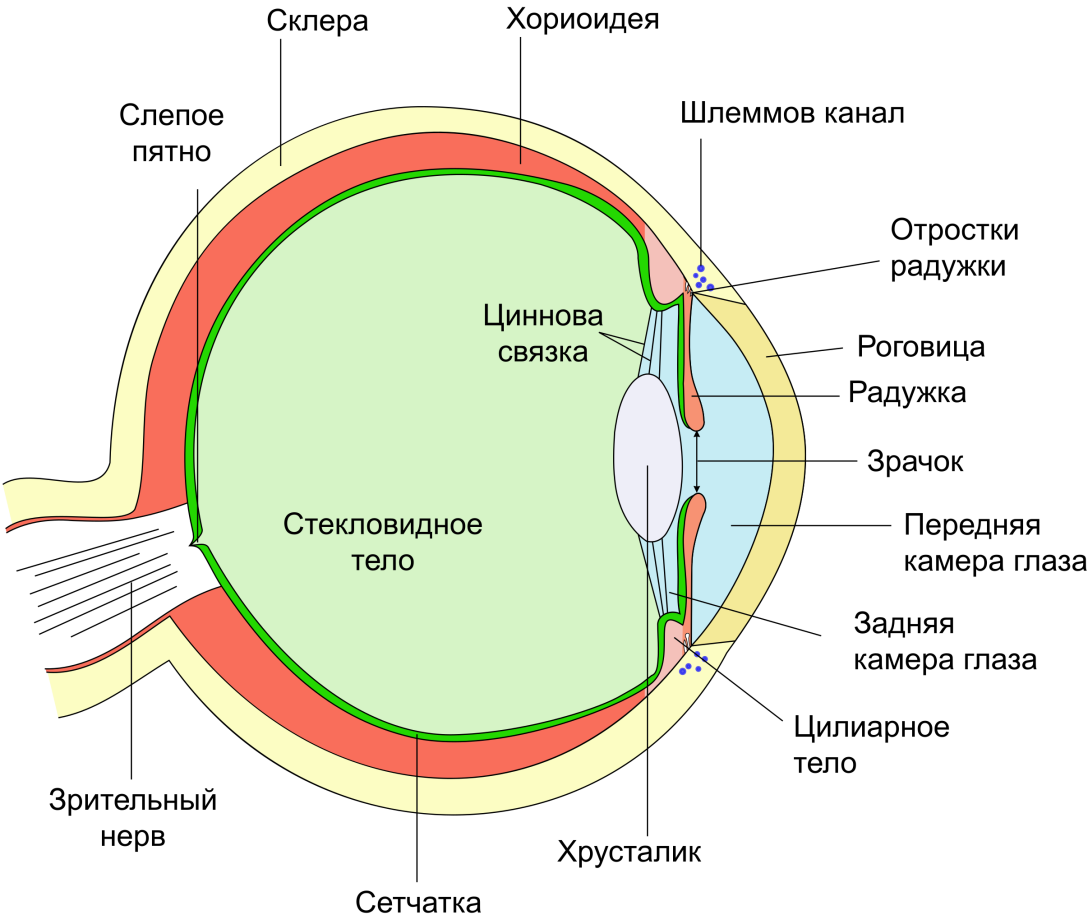 «Почему мы иногда видим летающие в воздухе бесцветные мушки?» — Яндекс Кью