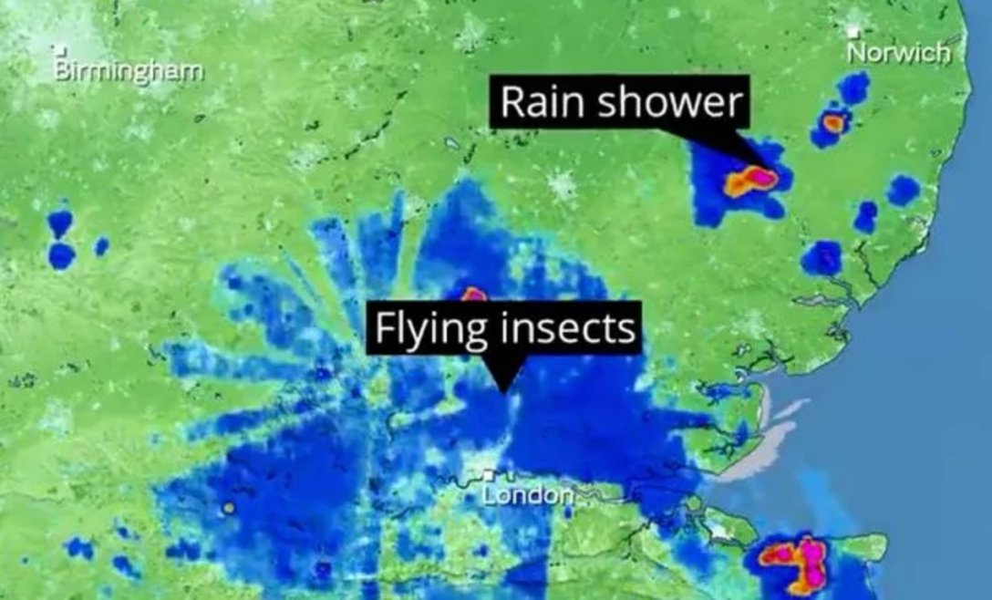 Прогноза за времето, снимка, радар, прогнози, време, дъжд, дъжд, летящи мравки, насекоми