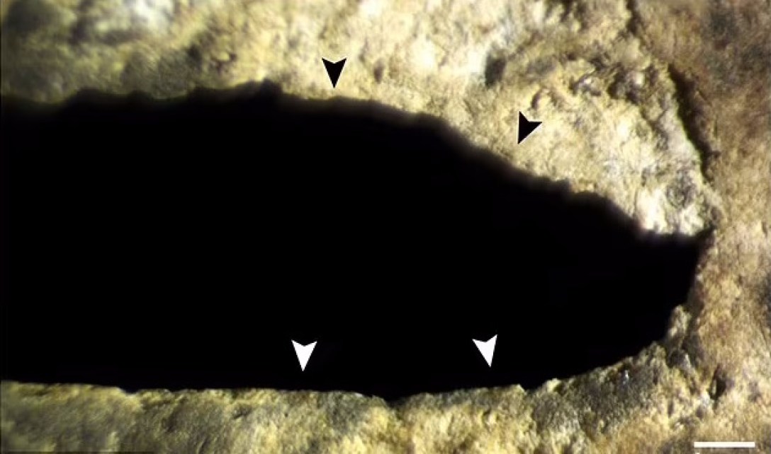 Моторошне відкриття: всередині «Кривавої печери» знайдено сотні людських кісток (фото)5