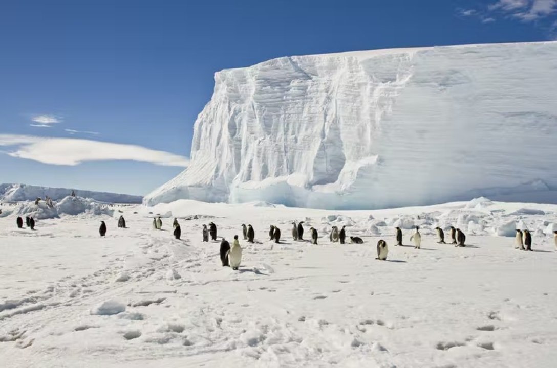антарктида, пингвины