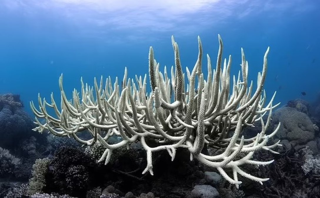 избелване на коралов риф
