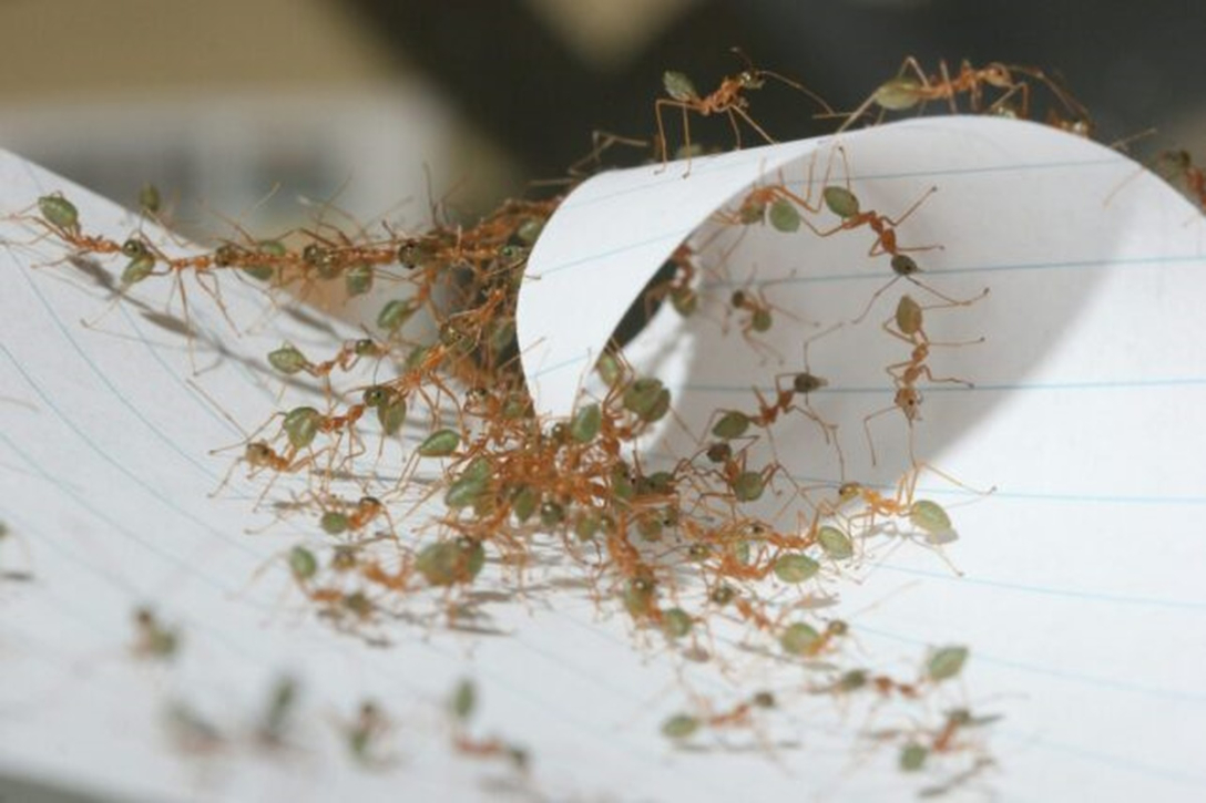 Названо вид, «надефективний» у командній роботі: навчилися робити те, чого не можуть інші1