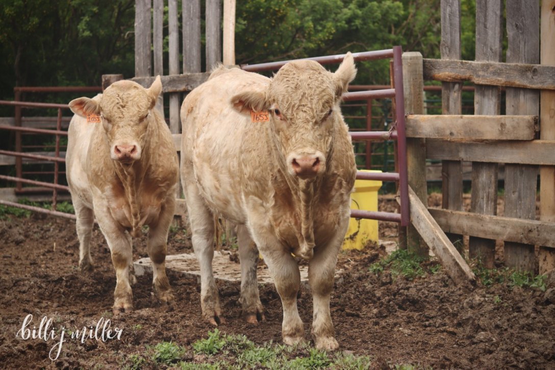 Корови на фермі зустрічалися жінці частіше за людей