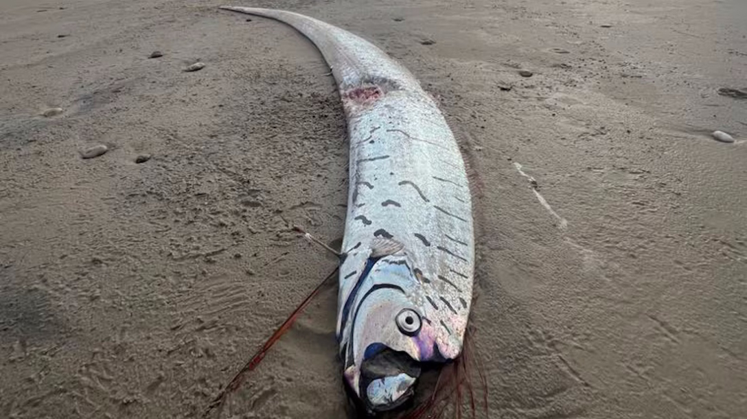 риба судного дня На пляжі знайдена найбільш невловна риба у світі: її також вважають найдовшою (фото)1