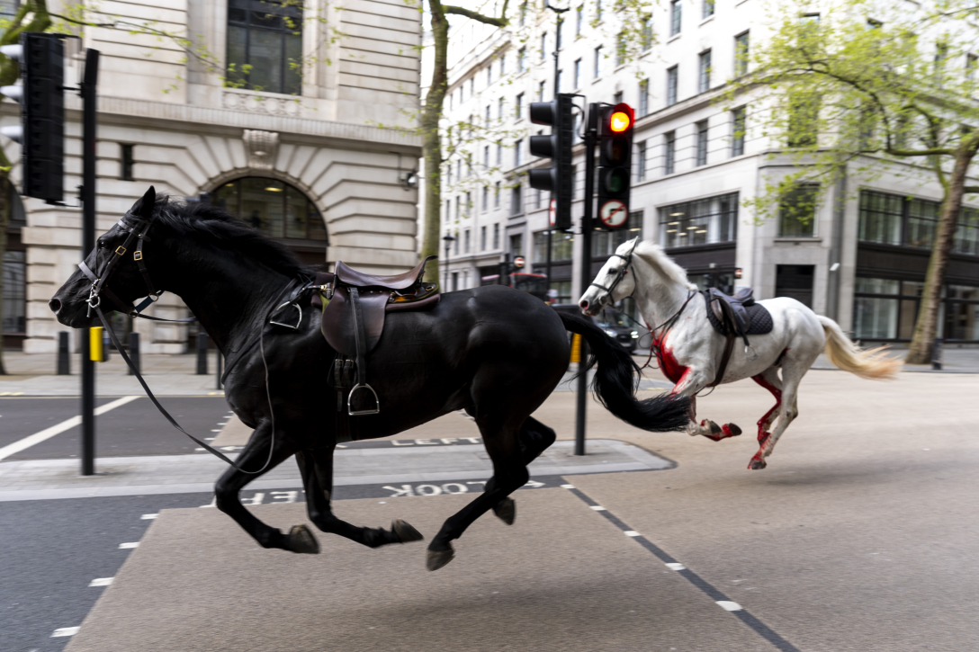 коне, коне бегълци, Лондон