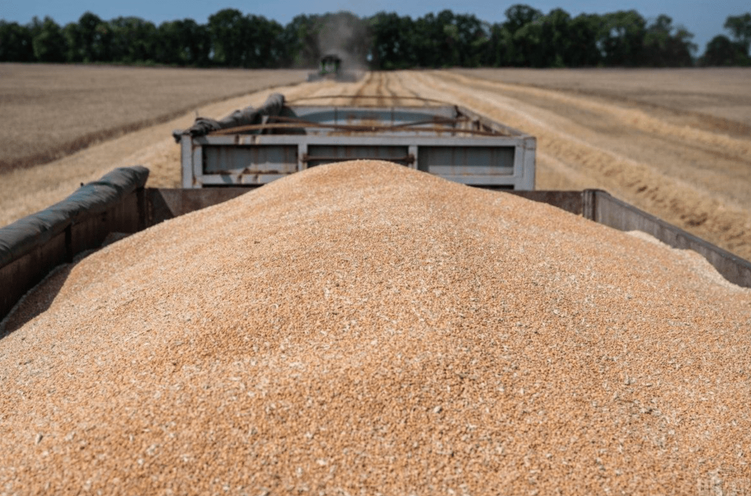 Зерно, экспорт Зерна, зерно украина