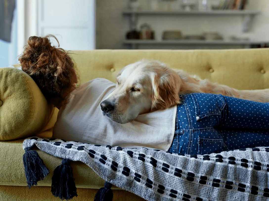 собака, девушка, диван, фото