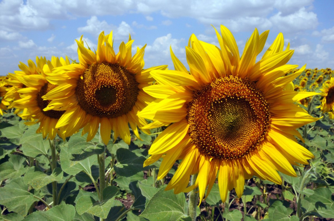 Лідер світового ринку соняшникової олії створив нові робочі місця та адаптував вже наявні для ветеранів