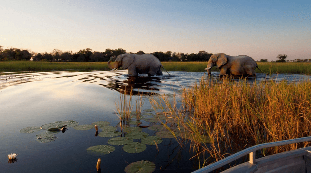 дельта Окаванго, Ботсвана, слони