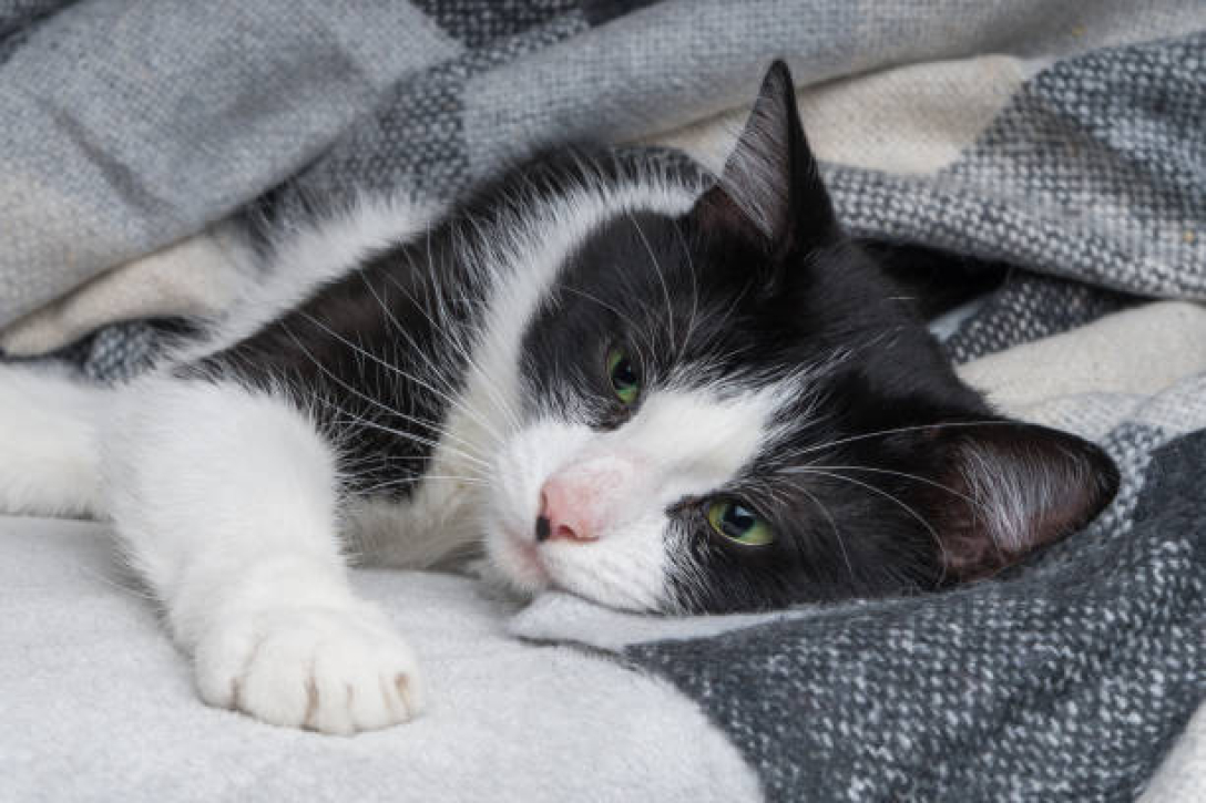 кот, одеяло, фото