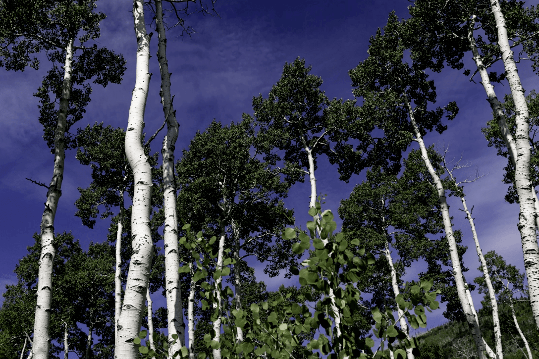 деревья, листья, небо фото