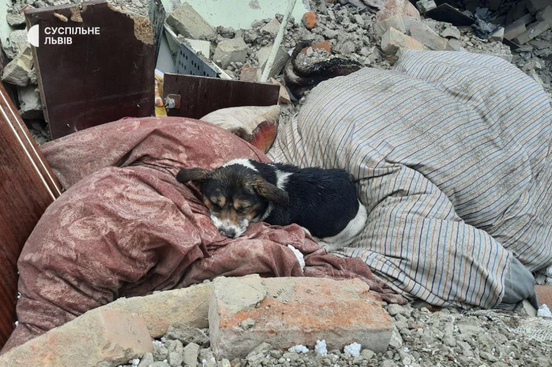 массированный ракетный обстрел 9 марта, 9 марта жертвы, собака на руинах