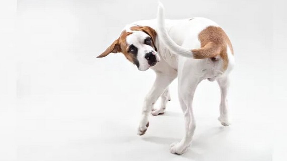 Собаки пытаются укусить себя за хвост из-за проблем со здоровьем - что  говорят ученые