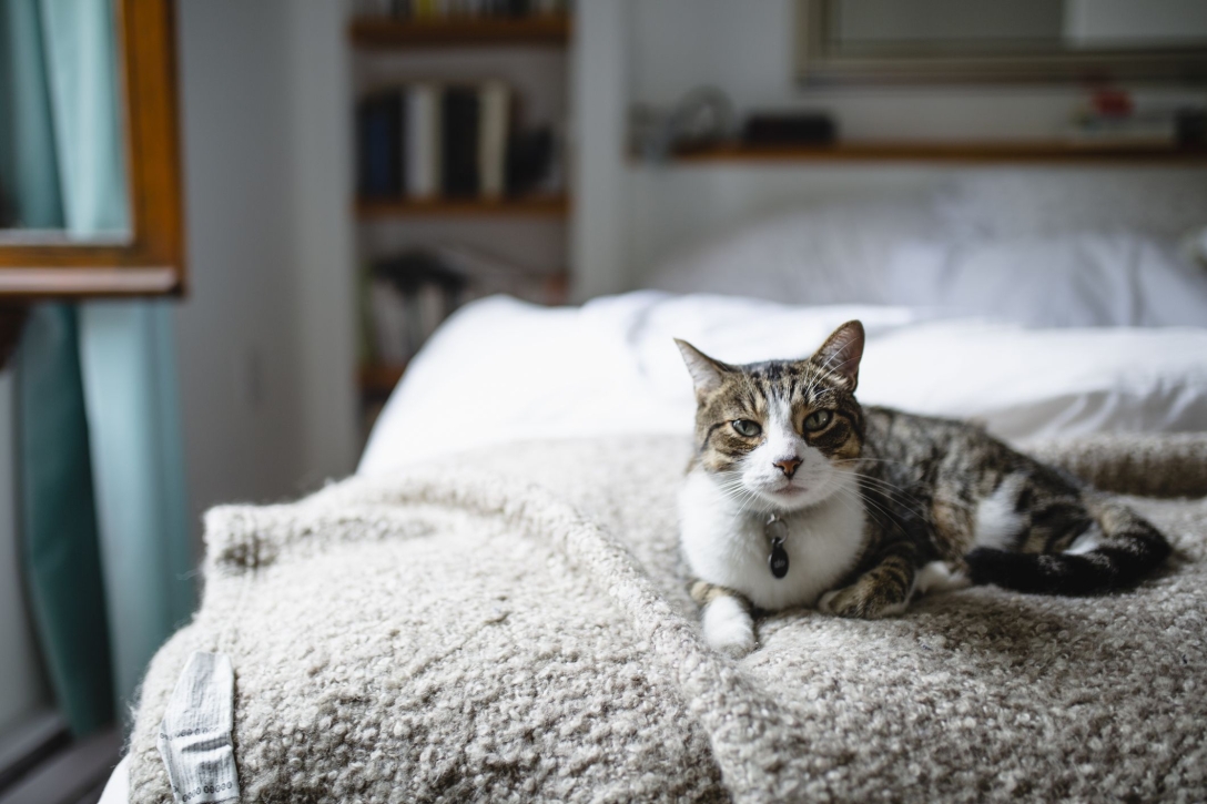 кот, кровать, фото