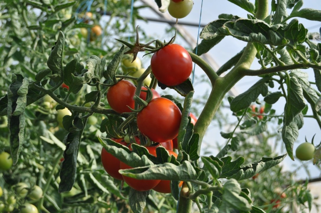 цены на овощи, урожай помидоров, помидоры херсон, херсонские помидоры