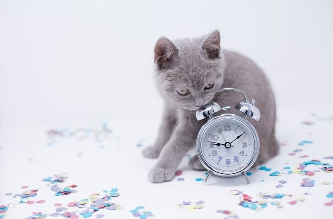 кіт час будильник Кілька причин: розкрито, чому кішки скидають речі зі столу (відео)3