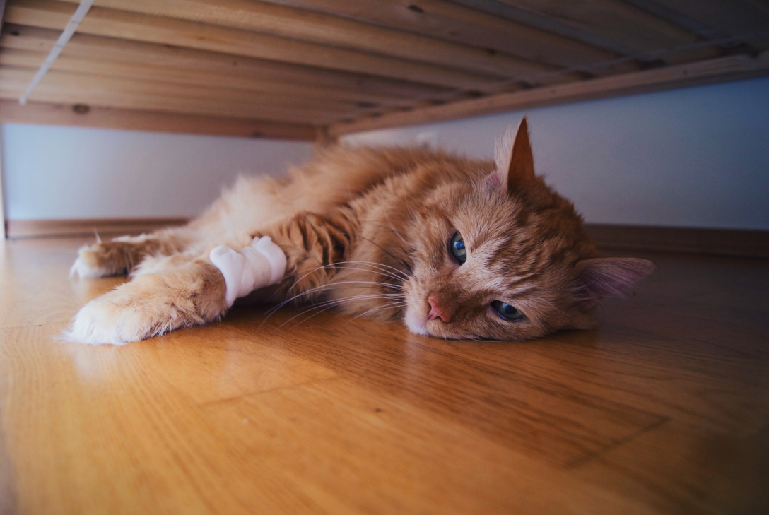 Почему коты уходят из дома перед смертью: основные причины и предупреждение
