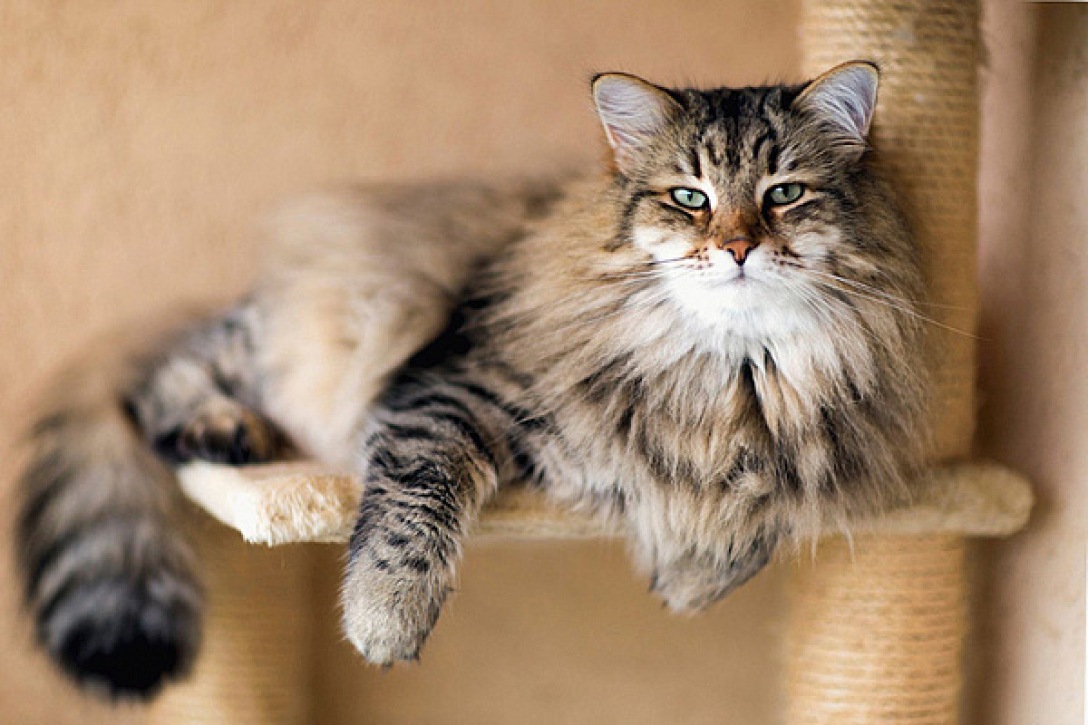 сибирская кошка, порода