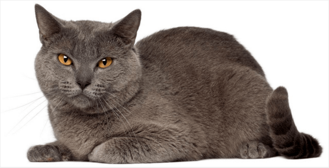 Топ-10 самых редких пород кошек в мире