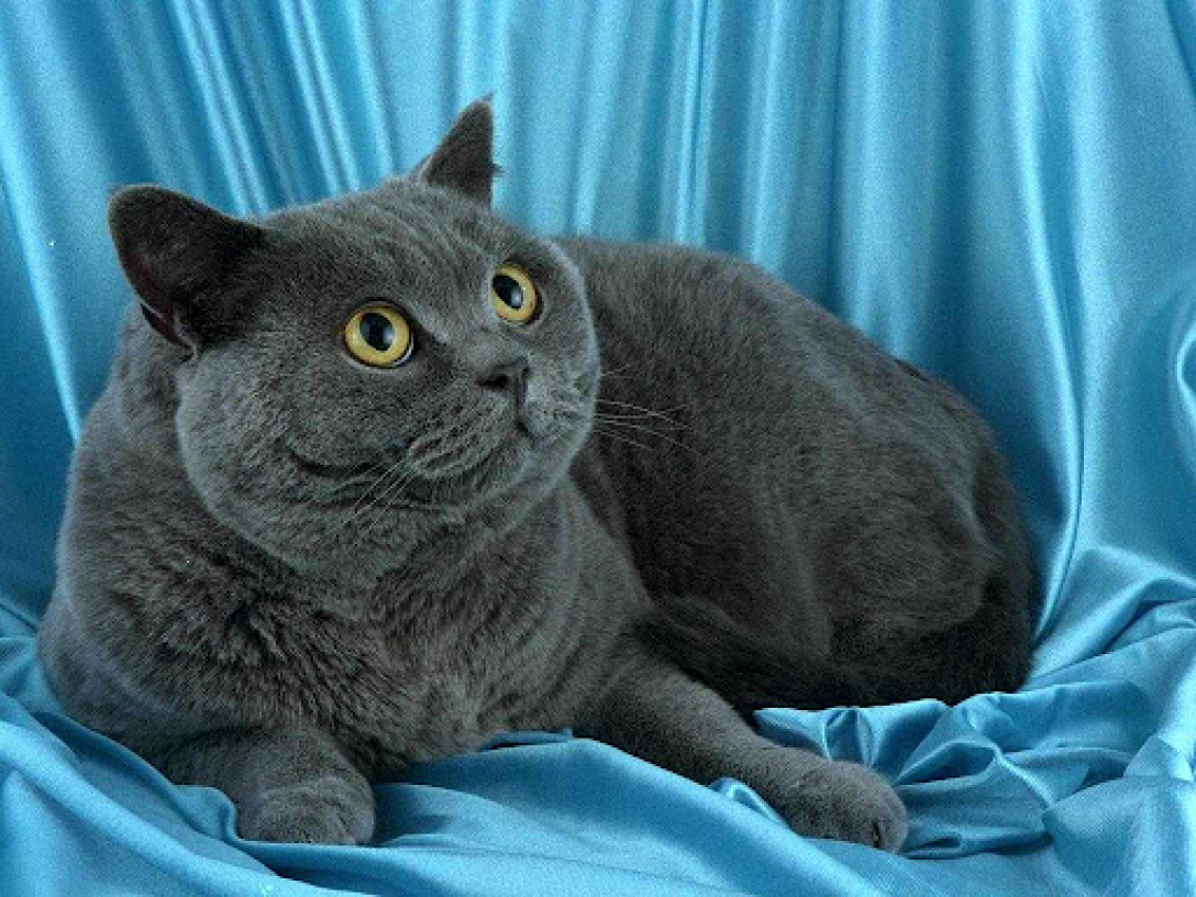 Страшная Кошка Фото Порода