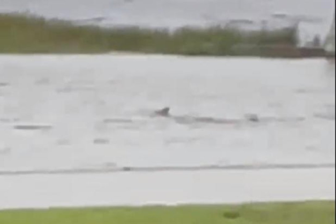 Акулата плуваше навън по време на буря.  акула на открито, ураган Иън, ураган във Флорида
