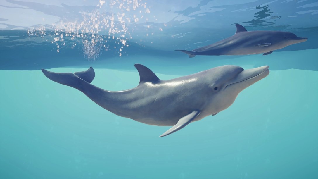 дельфин, море, вода, фото