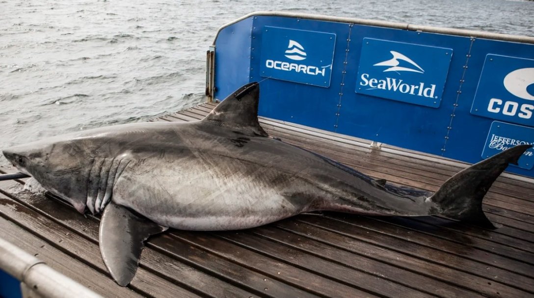 In The Atlantic Ocean, The Iron Shark Was Caught, Having Sailed More 