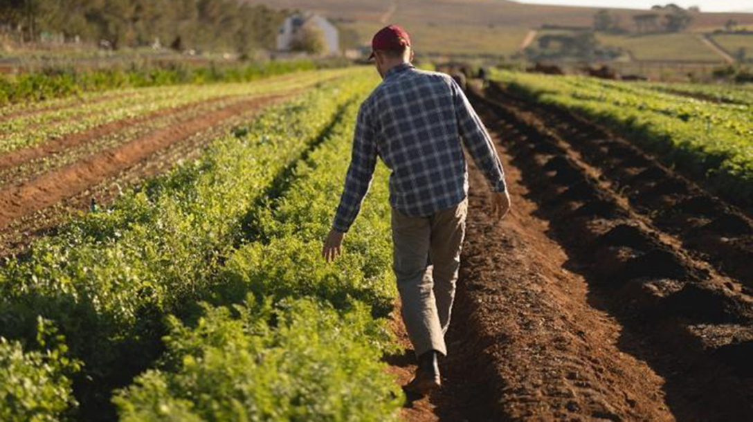 Про ціни ділянок і процедуру купівлі-продажу землі в Україні