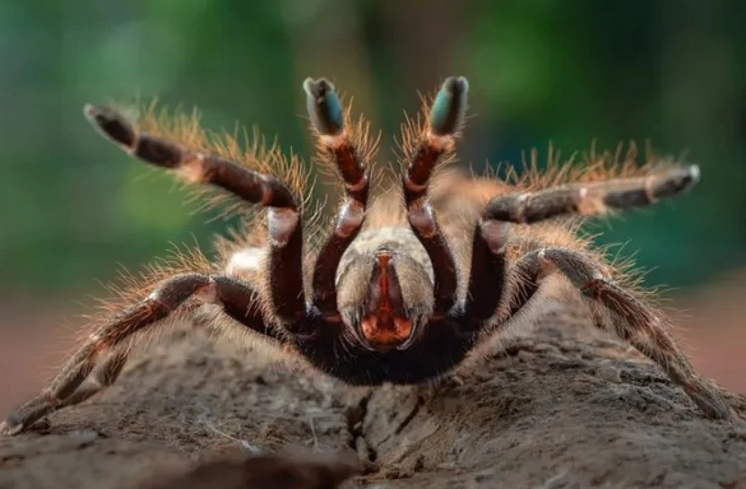 Тарантулы - почему эти пауки покрыты такой густой «шерстью» - фото