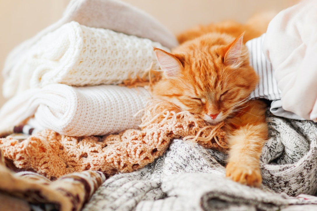 кошка одна на время, одеяло, полотенце, покрывало, фото
