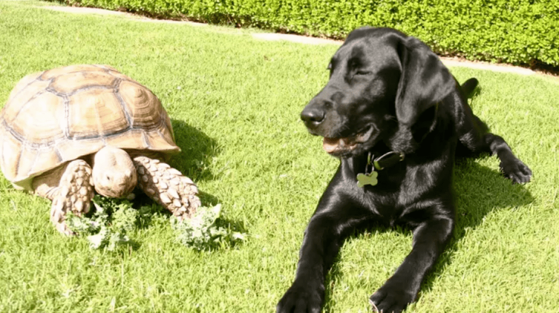 turtle, dog, lawn