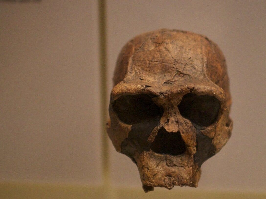 Homo erectus, череп, останки