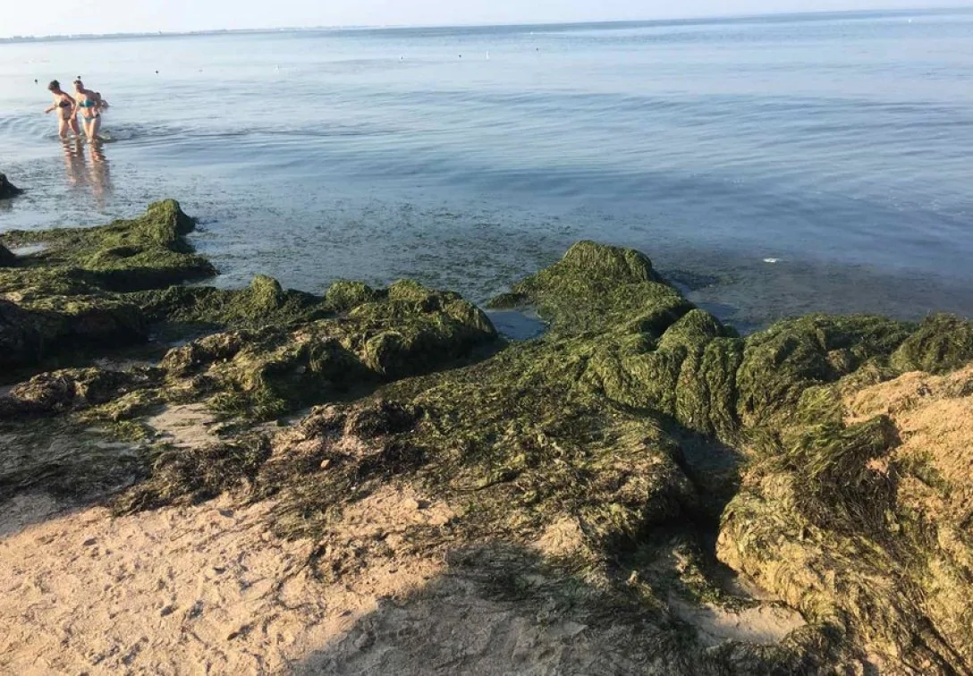 Помимо медуз: на берегу моря в Бердянске теперь новая проблема (фото, видео)