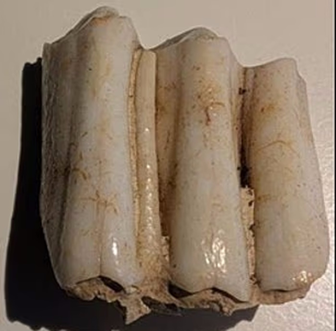 Таємницю Стоунхенджа розкрито: загадку допоміг розкрити зуб корови1